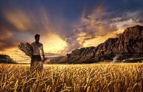 Description: http://www.christian-books-and-entertainment.com/images/manharvestsunset.jpg
